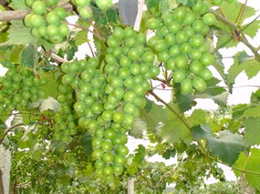 葡萄水果素材图片下载